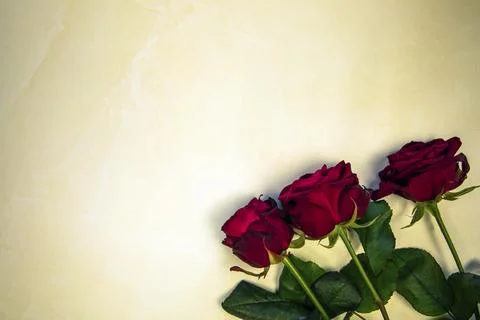 Flowers composition. Frame made of rose flowers and red heart on yellow Stock Photos