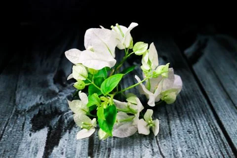 Flowers composition &amp; frame made of various white flowers on black background Stock Photos