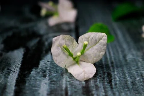 Flowers composition &amp; frame made of various white flowers on black background Foto stock