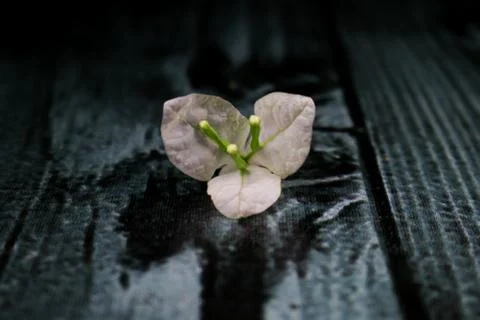 Flowers composition &amp; frame made of various white flowers on black background Stock Photos