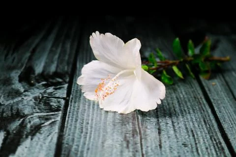 Flowers composition &amp; frame made of various white flowers on black background Stock Photos