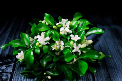 Flowers composition &amp; frame made of various white flowers on black background Stock Photos