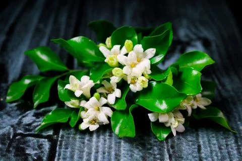 Flowers composition &amp; frame made of various white flowers on black background Stock Photos