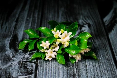 Flowers composition &amp; frame made of various white flowers on black background Stock Photos