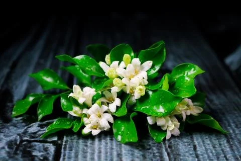 Flowers composition &amp; frame made of various white flowers on black background Stock Photos