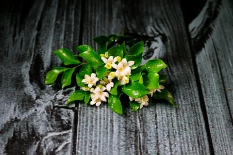 Flowers composition &amp; frame made of various white flowers on black background Stock Photos