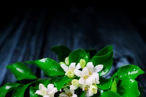 Flowers composition &amp; frame made of various white flowers on black background Stock Photos