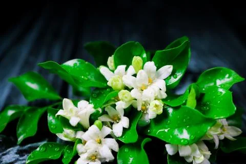 Flowers composition &amp; frame made of various white flowers on black background Stock Photos