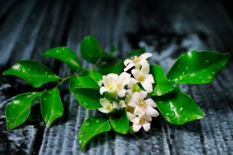 Flowers composition &amp; frame made of various white flowers on black background Stock Photos
