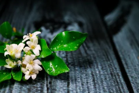 Flowers composition &amp; frame made of various white flowers on black background Stock Photos