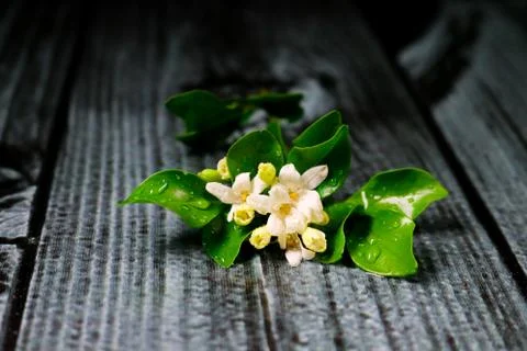 Flowers composition &amp; frame made of various white flowers on black background Stock Photos