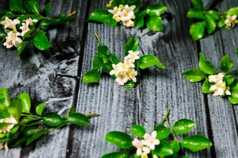 Flowers composition &amp; frame made of various white flowers on black background Stock Photos
