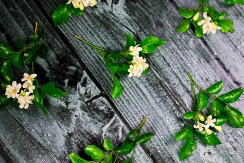 Flowers composition &amp; frame made of various white flowers on black background Stock Photos