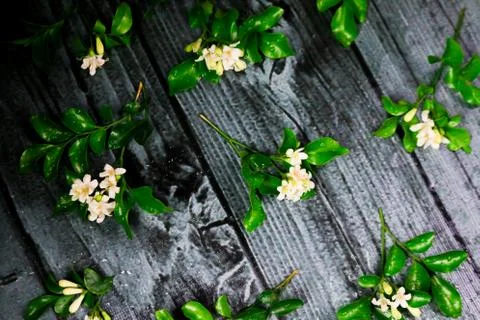 Flowers composition &amp; frame made of various white flowers on black background Stock Photos