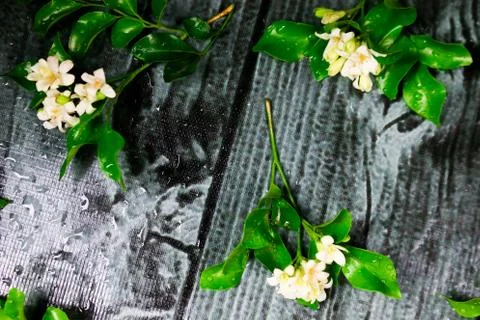 Flowers composition &amp; frame made of various white flowers on black background Stock Photos