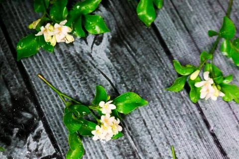 Flowers composition &amp; frame made of various white flowers on black background Stock Photos