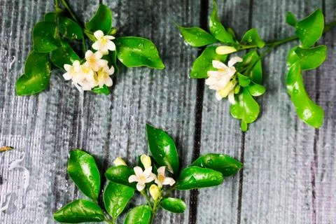 Flowers composition &amp; frame made of various white flowers on black background Stock Photos