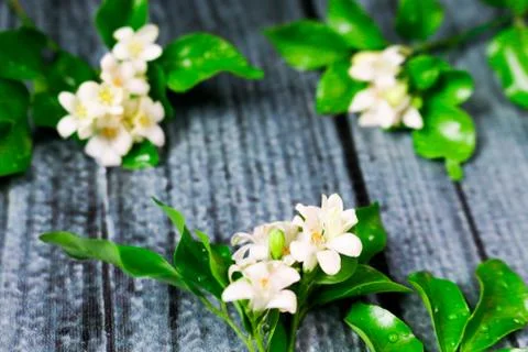 Flowers composition &amp; frame made of various white flowers on black background Stock Photos