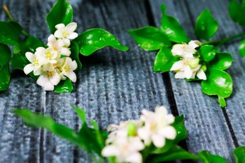Flowers composition &amp; frame made of various white flowers on black background Stock Photos