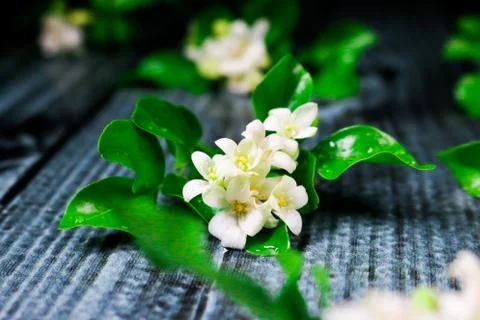 Flowers composition &amp; frame made of various white flowers on black background Stock Photos