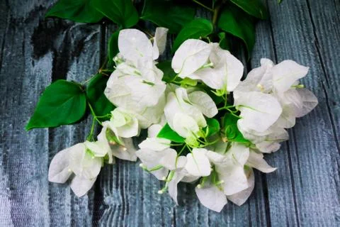 Flowers composition &amp; frame made of various white flowers on black background Stockfoto's