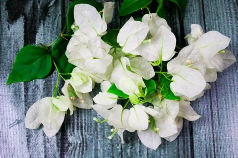 Flowers composition &amp; frame made of various white flowers on black background Stock Photos