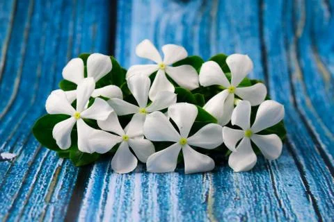 Flowers composition &amp; frame made of various white flowers on blue background. Stock Photos