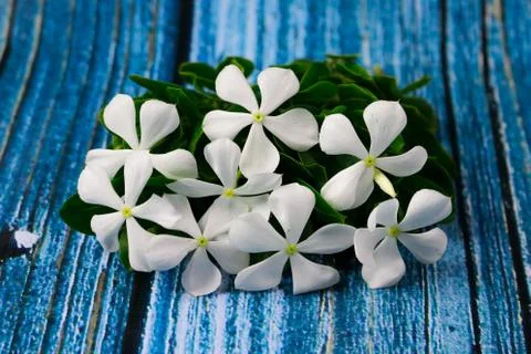 Flowers composition &amp; frame made of various white flowers on blue background. Stock Photos