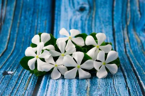 Flowers composition &amp; frame made of various white flowers on blue background. Stock Photos