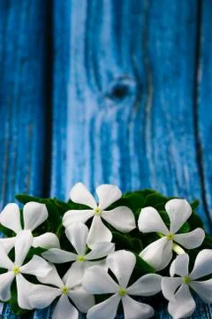 Flowers composition &amp; frame made of various white flowers on blue background. Stock Photos