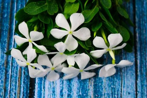 Flowers composition &amp; frame made of various white flowers on blue background. Stockfoto's