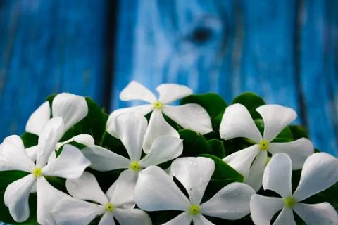 Flowers composition &amp; frame made of various white flowers on blue background. Stock Photos