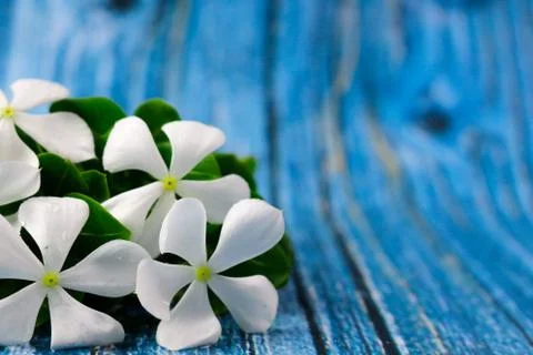Flowers composition &amp; frame made of various white flowers on blue background. Stock Photos