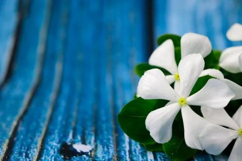 Flowers composition &amp; frame made of various white flowers on blue background. Stock Photos