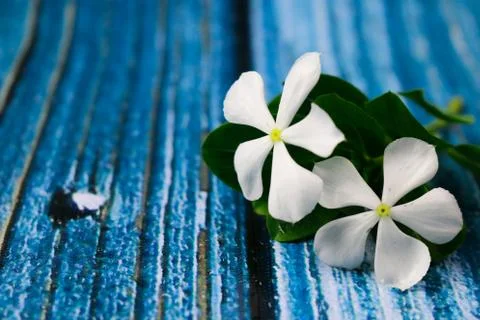 Flowers composition &amp; frame made of various white flowers on blue background. Stock Photos