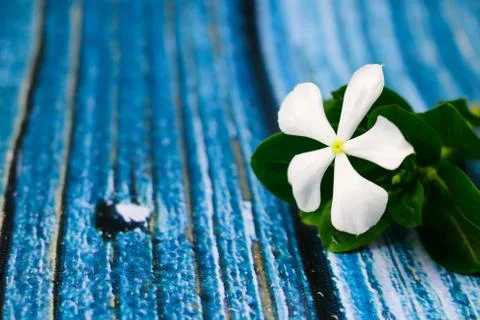 Flowers composition &amp; frame made of various white flowers on blue background. Stock Photos