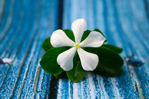 Flowers composition &amp; frame made of various white flowers on blue background. Foto stock