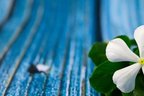 Flowers composition &amp; frame made of various white flowers on blue background. Stock Photos