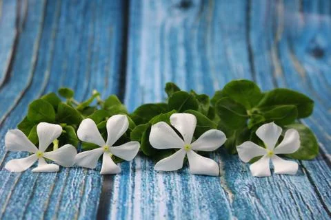 Flowers composition &amp; frame made of various white flowers on blue background. Stock Photos