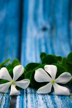 Flowers composition &amp; frame made of various white flowers on blue background. Stock Photos