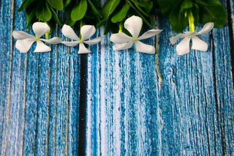 Flowers composition &amp; frame made of various white flowers on blue background. Stock Photos