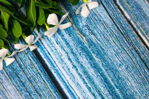 Flowers composition &amp; frame made of various white flowers on blue background. Stock Photos