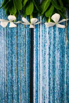 Flowers composition &amp; frame made of various white flowers on blue background. Stock Photos