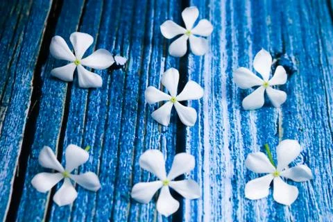 Flowers composition &amp; frame made of various white flowers on blue background. Stock Photos
