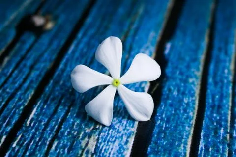 Flowers composition &amp; frame made of various white flowers on blue background. Stock Photos
