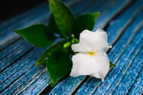Flowers composition &amp; frame made of various white flowers on blue background. Stock Photos