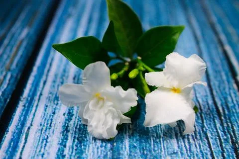 Flowers composition &amp; frame made of various white flowers on blue background. Stock Photos