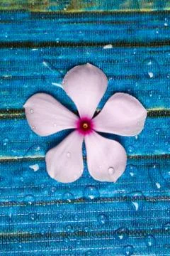Flowers composition &amp; frame made of various white flowers on blue background. Stock Photos