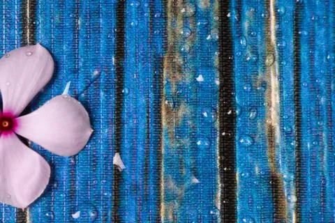 Flowers composition &amp; frame made of various white flowers on blue background. Stock Photos