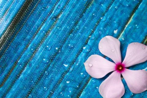 Flowers composition &amp; frame made of various white flowers on blue background. Stock Photos